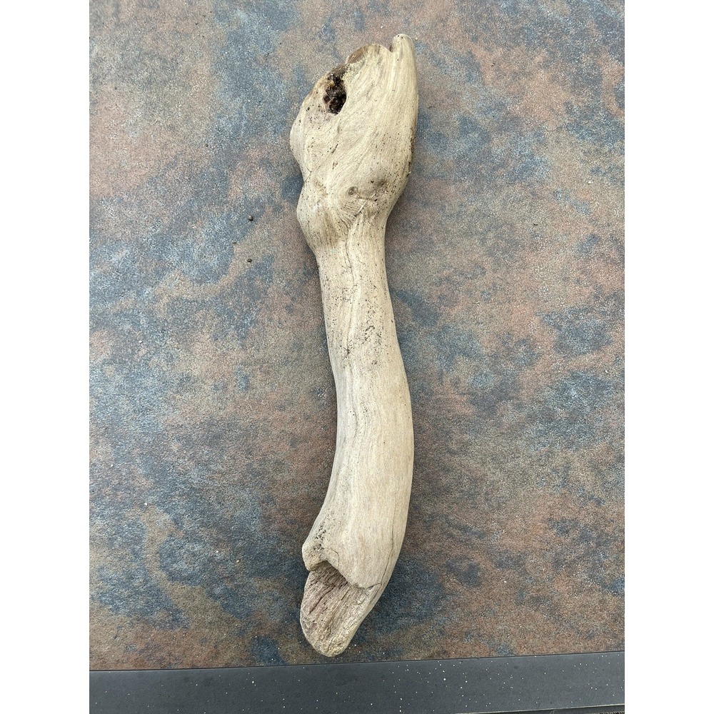Natural Driftwood for Plants Terrarium Taxidermy Art Projects